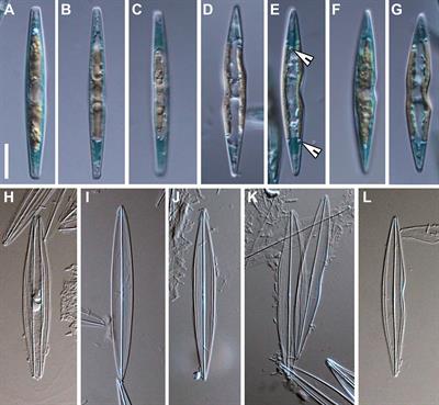 The blue diatom Haslea ostrearia from the Indian Ocean coast of South Africa, with comparative analysis of Haslea organellar genomes